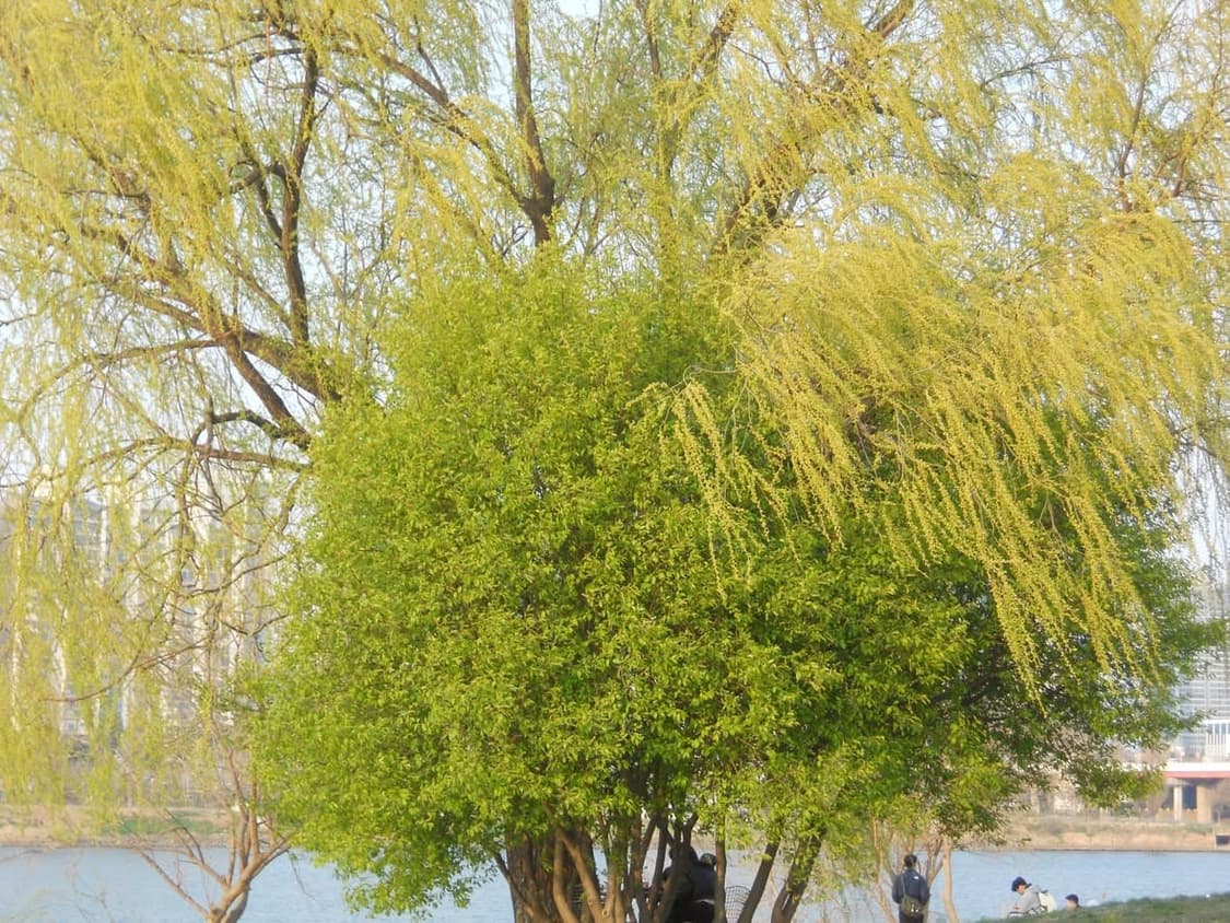 니콘 쿨픽스 p2 Nikon coolpix 상품이미지8