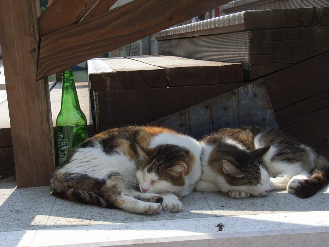 [저화소&필름!] 리코 Caplio R4 블랙 디지털카메라 상품이미지8