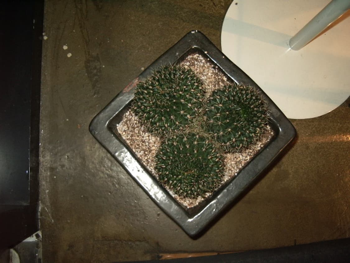 레어템/셀카가능)펜탁스 옵티오 33lf 실버 빈티지디카 상품이미지10