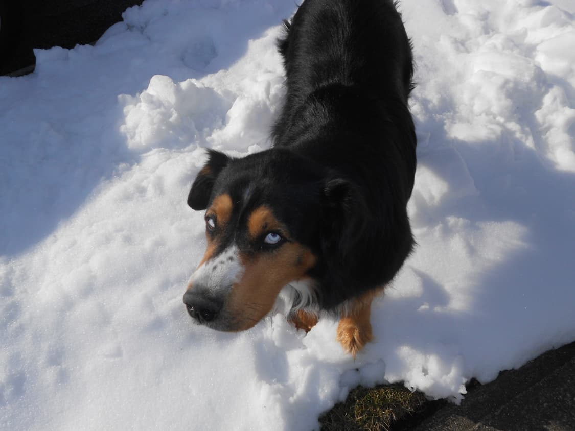 작례O 초소형 필름 감성 니콘 쿨픽스 4100 디지털카메라 빈티지 디카 상품이미지6