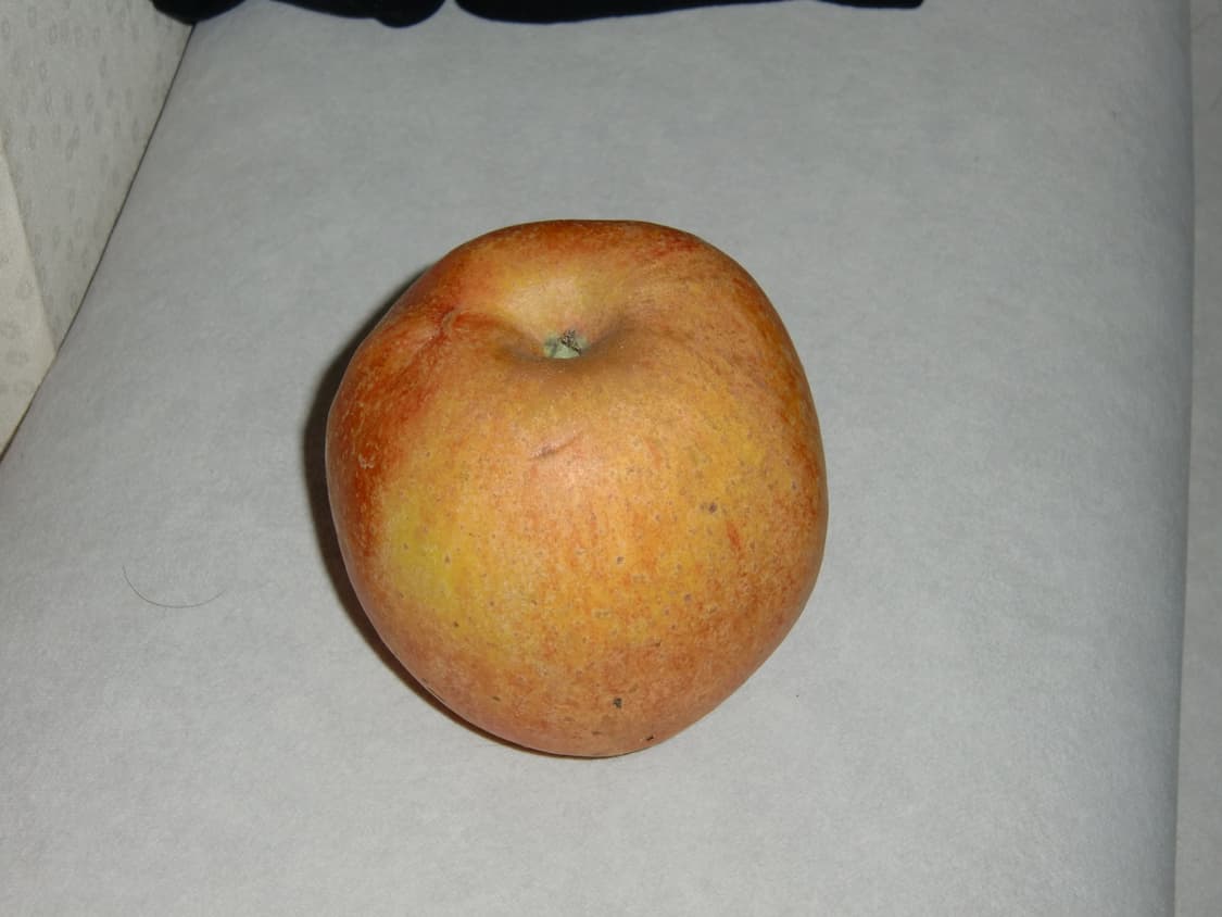 카시오 엑슬림 h10 상품이미지6