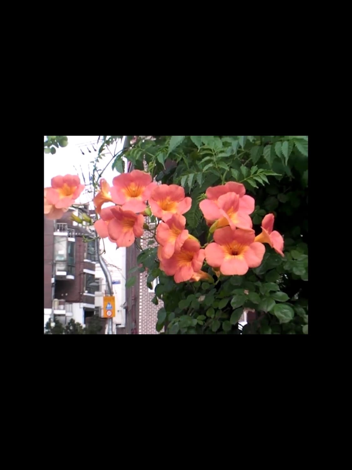 산요 작티 캠코더 Sanyo Xacti VPC-HD700 상품이미지6