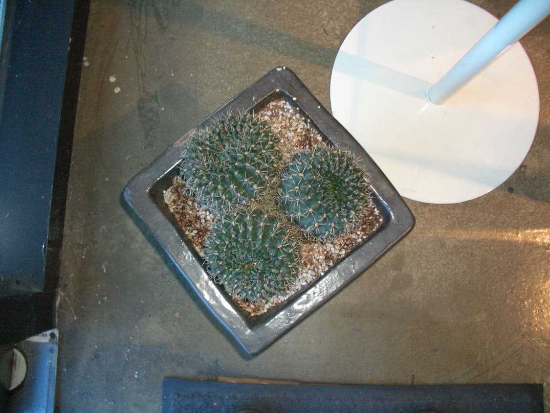 한글지원/도킹크래들)카시오 엑슬림 ex-z40 실버 빈티지디카 상품이미지9