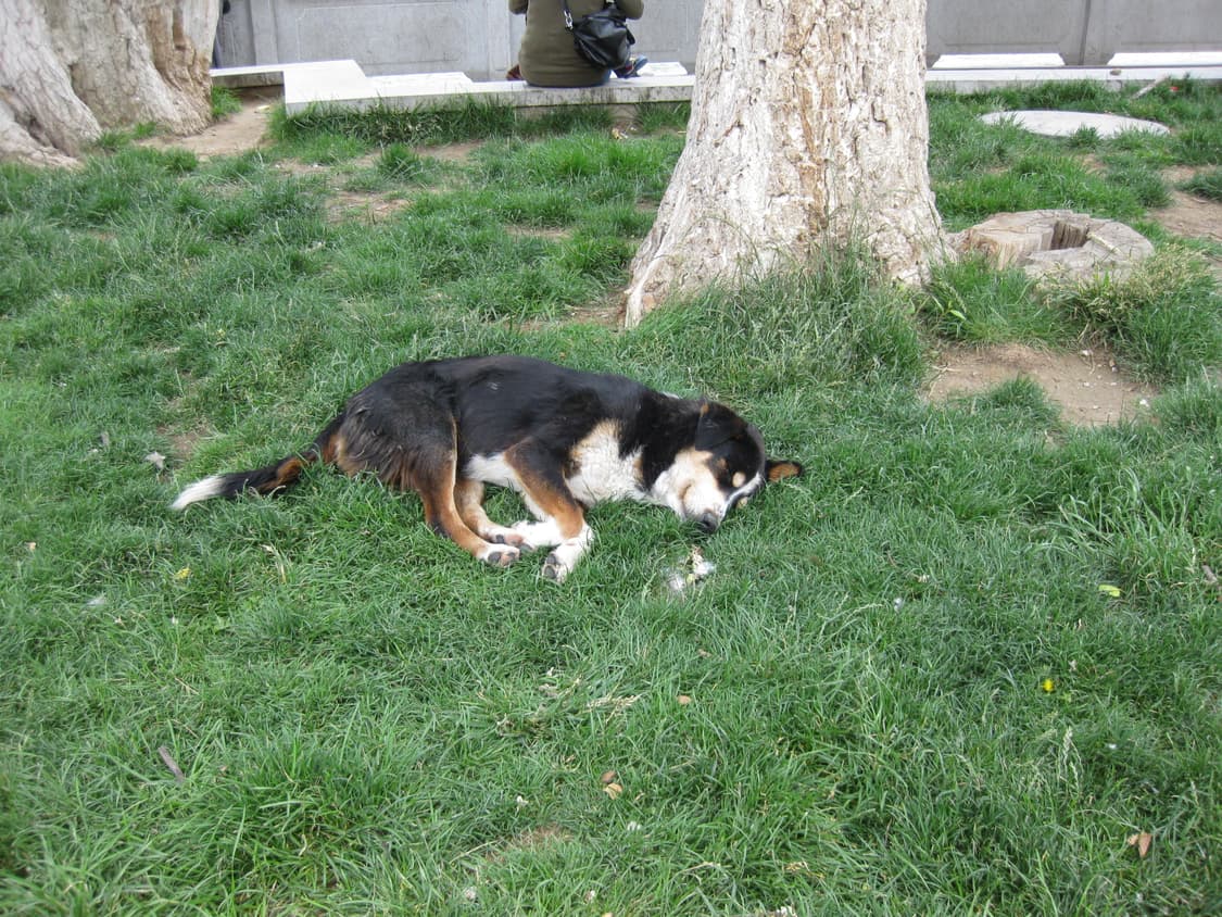 [인물색감&뽀용!] 캐논 IXY 25IS (IXUS 85) 디지털카메라 상품이미지8