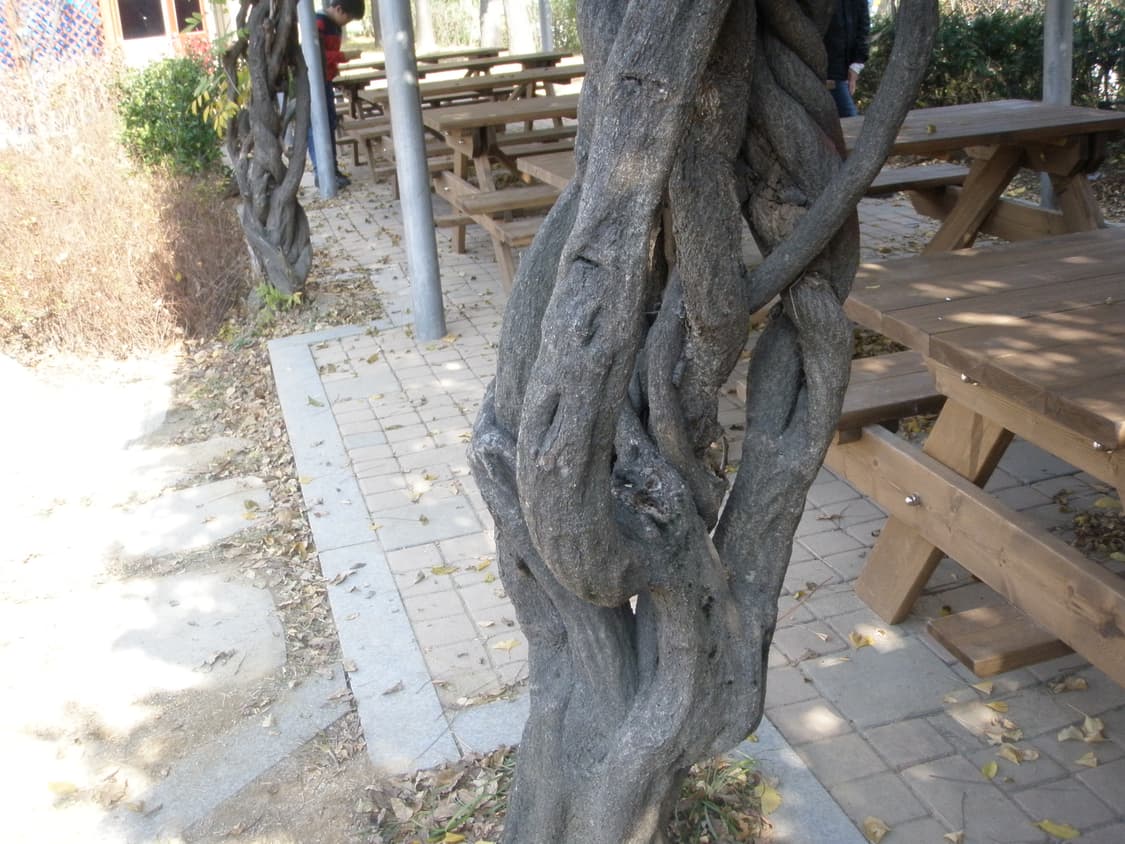 올림푸스 뮤 1040 디카 (빈티지 카메라) 상품이미지9