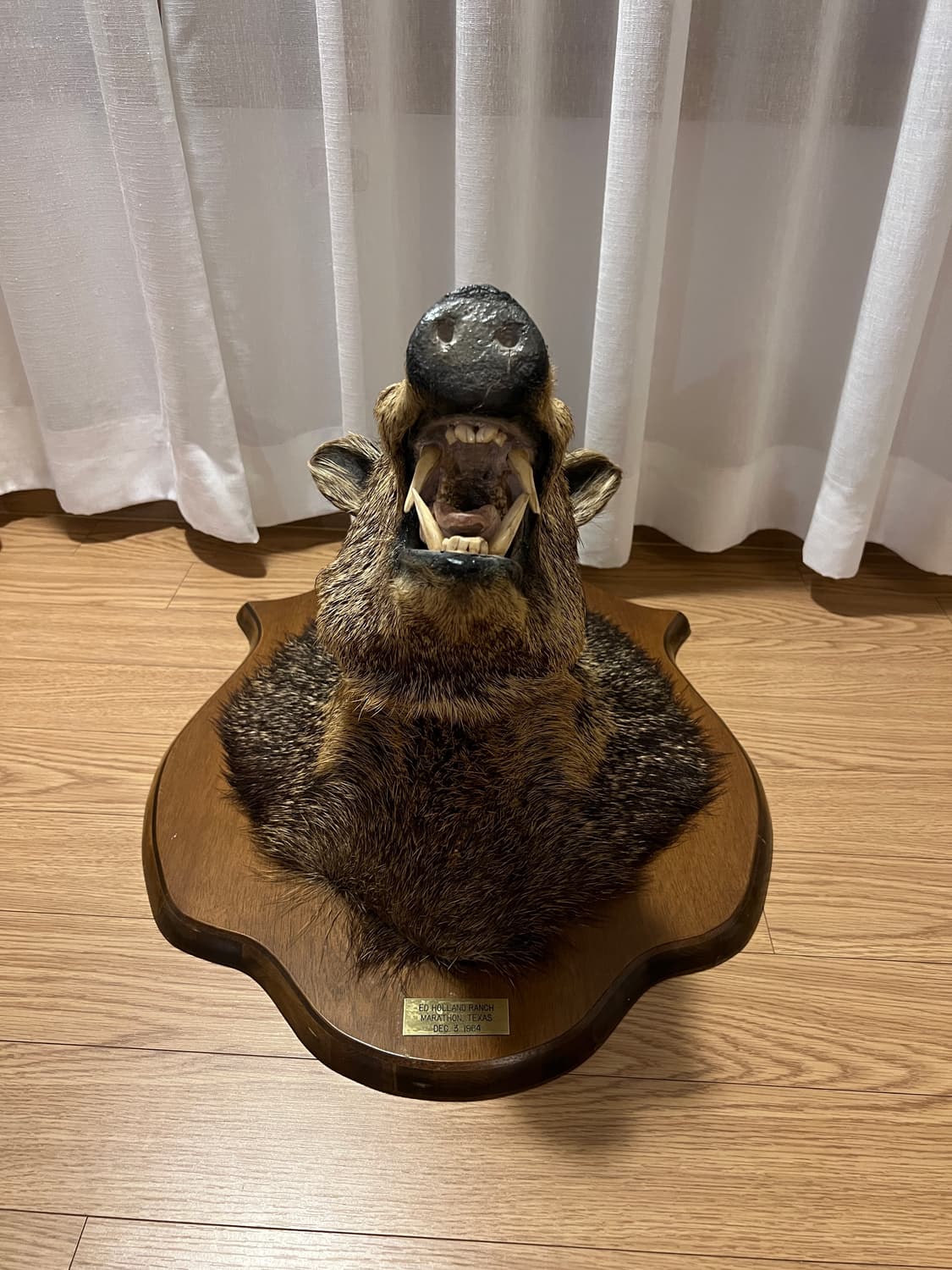 1964년 제작 Javelina 빈티지 헌팅트로피 상품이미지3