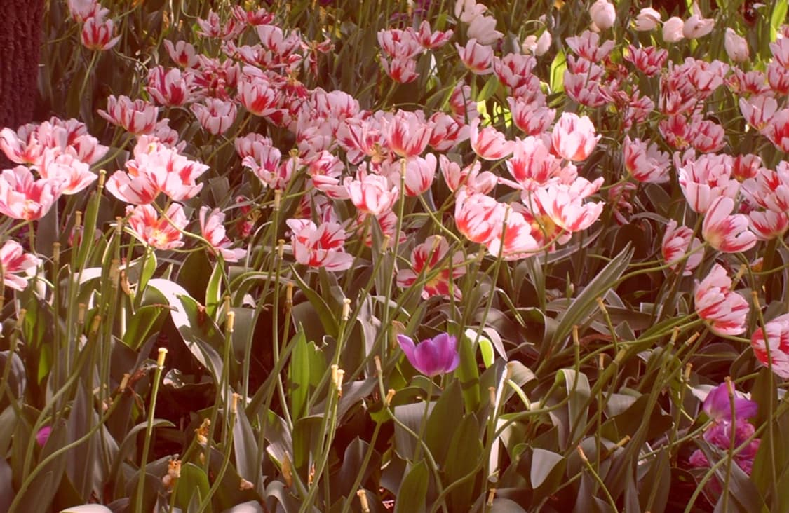 Samsung kenox s500 빈티지 콤팩트 카메라 작례 O 상품이미지6