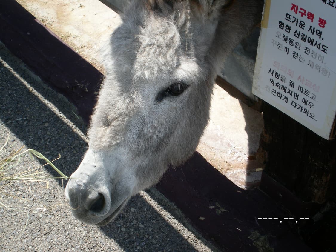 🎆작례0/강력소장추천/ 산요작티 XACTI dsc s7 디카 상품이미지7