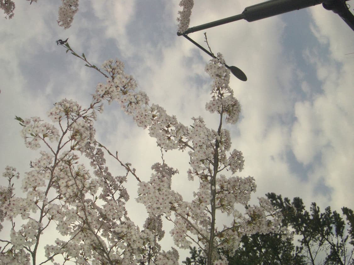 (작례!🌸)Pentax Optio S4i 상품이미지4