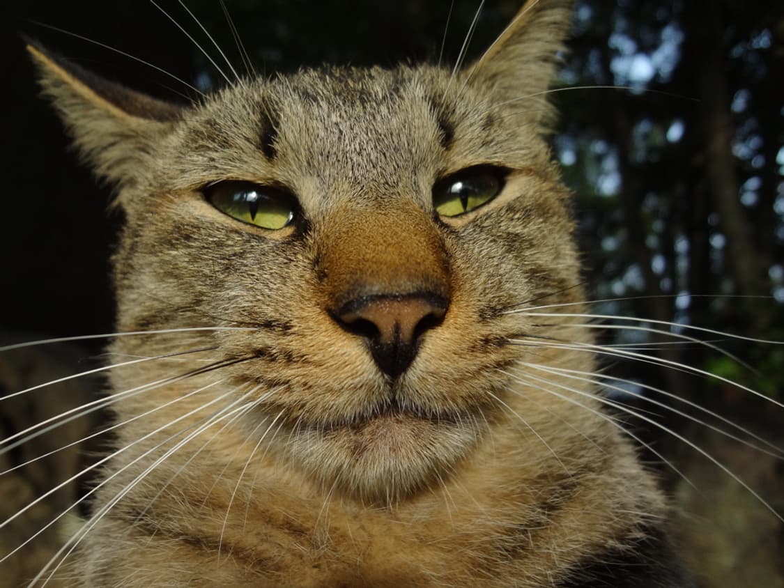 (색감/감성) 소니 sony 사이버샷 DSC-WX7 디카 디지털카메라 상품이미지9