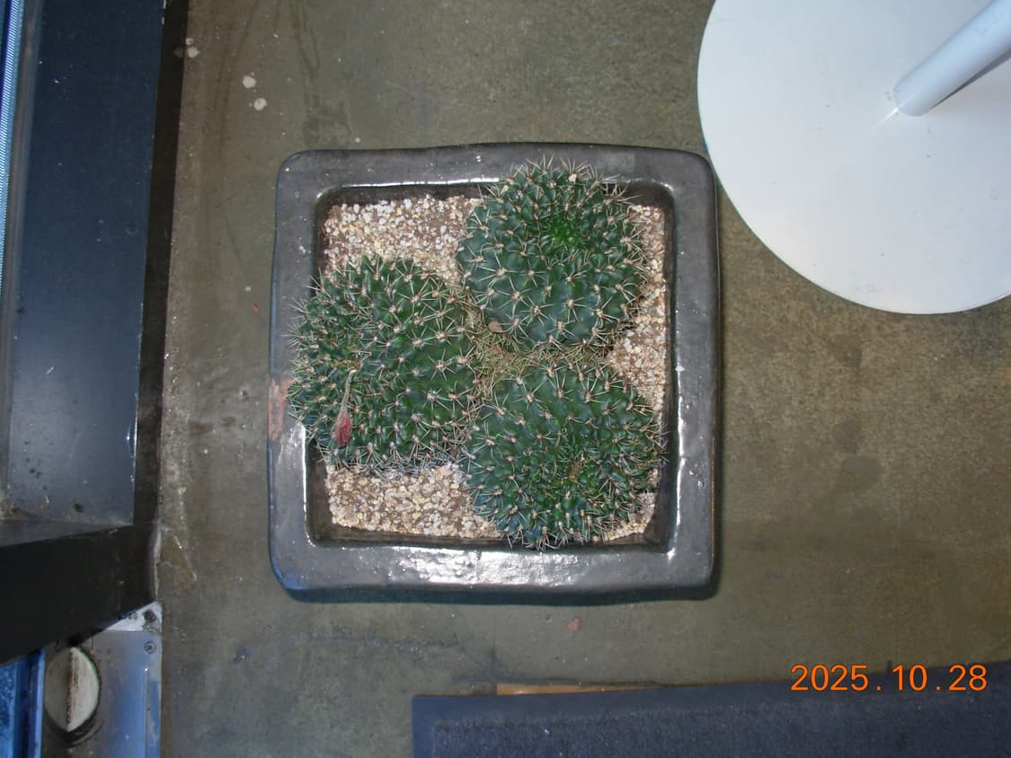 한글지원/날짜표시)니콘 쿨픽스 L1 빈티지디카 상품이미지10