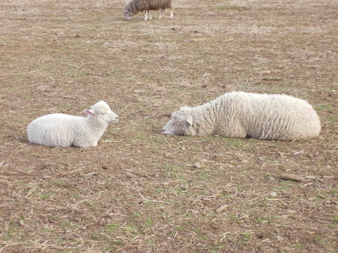 니콘 쿨픽스 Nikon COOLPIX S30 화이트 상품이미지2