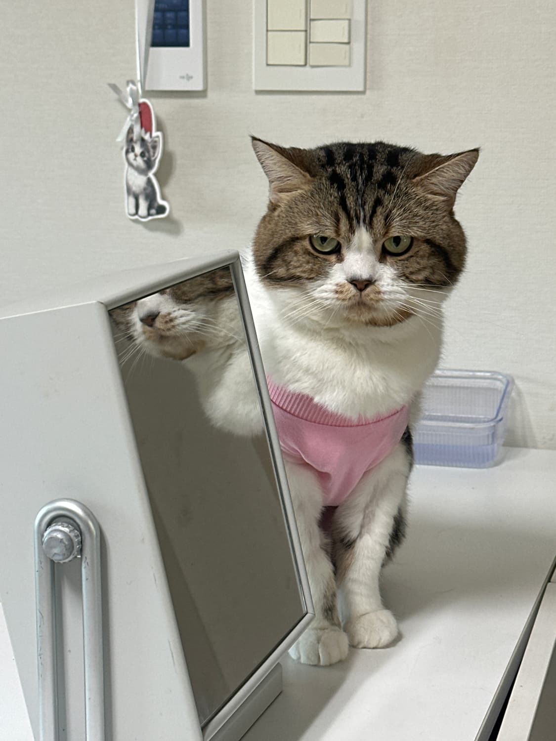 급처합니다. 반려묘 병원비가 필요해요 상품이미지1