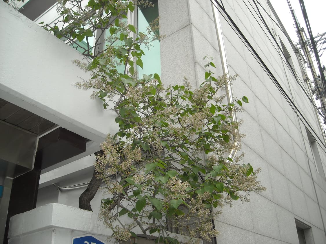 S급작례🅾️니콘 쿨픽스 L16 디카 디지털카메라 상품이미지7