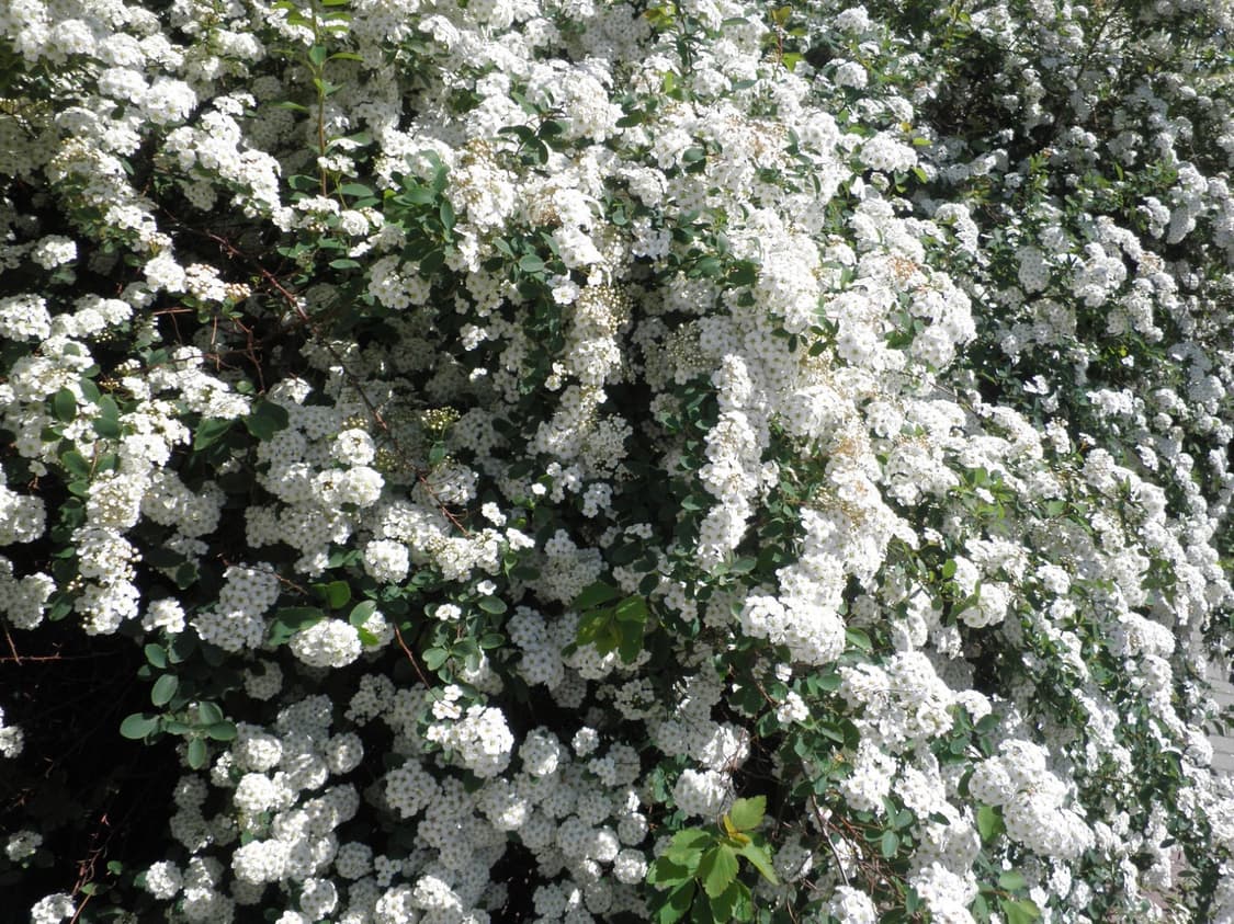 (한국어 지원✨) 올림푸스 Olympus FE-5030 디카 디지털카메라 상품이미지8