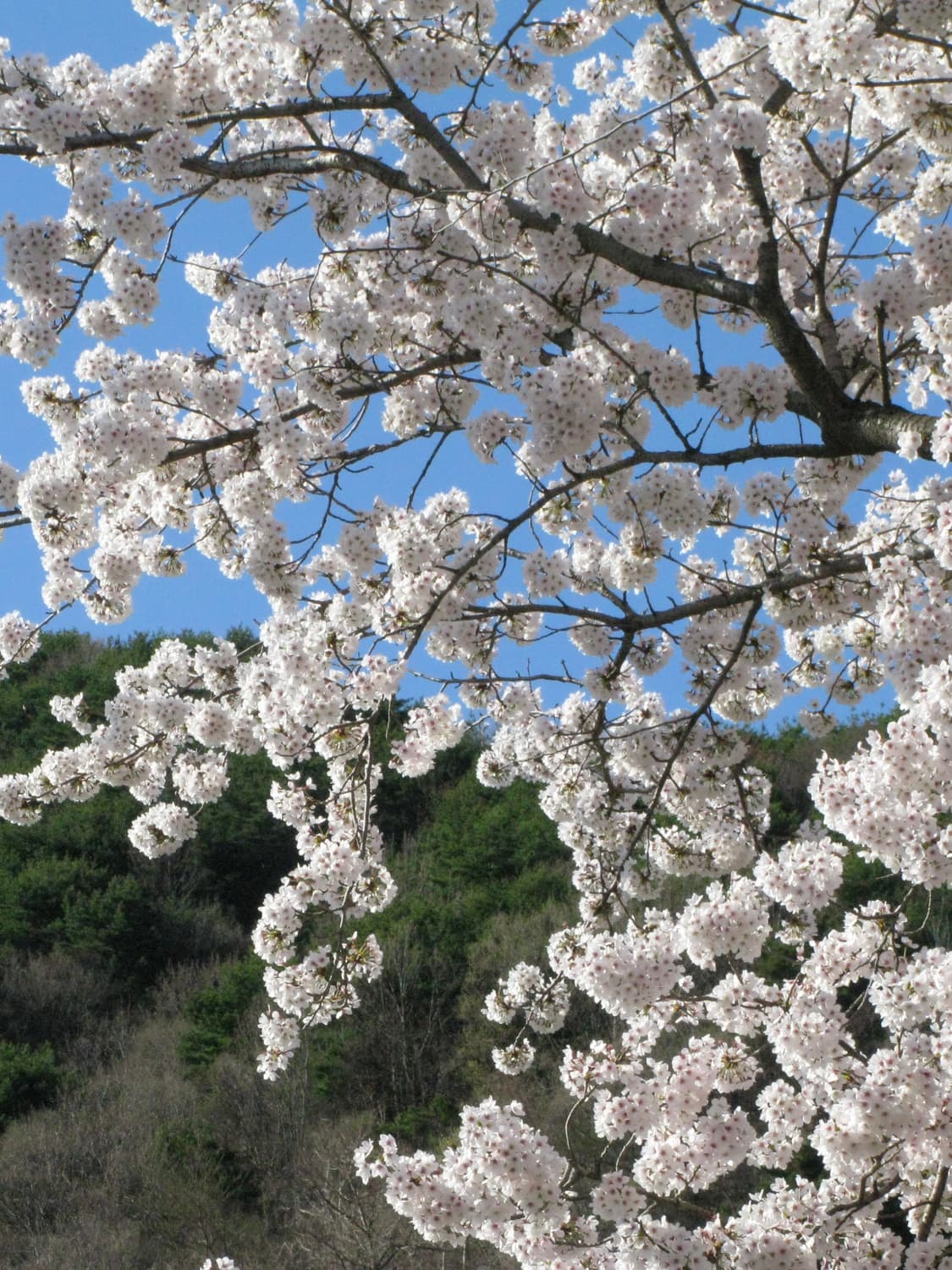 카시오 엑슬림 z800 실버(작례O) 상품이미지10