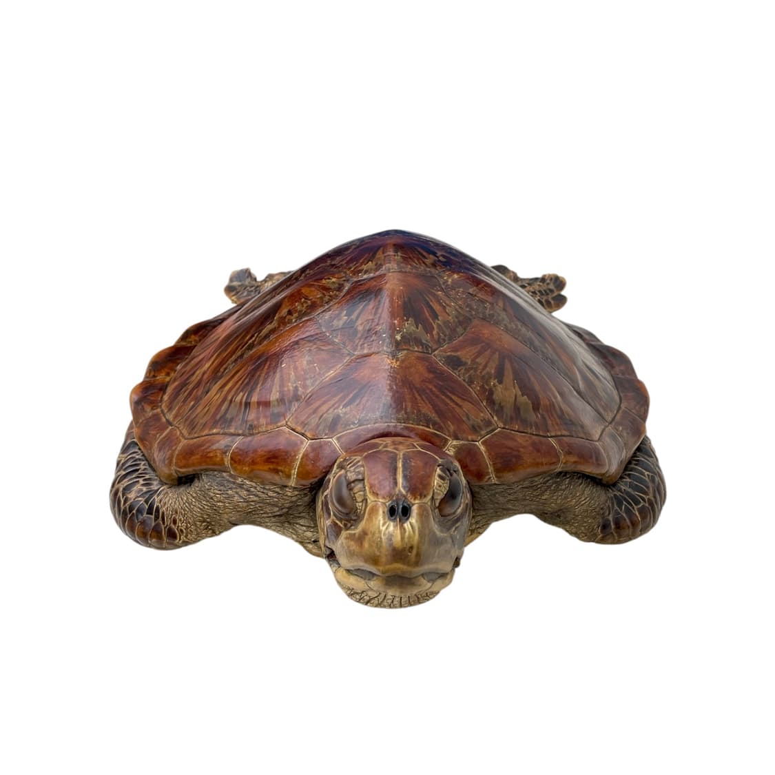 Vintage 50cm Sea Turtle Taxidermy Object 상품이미지2