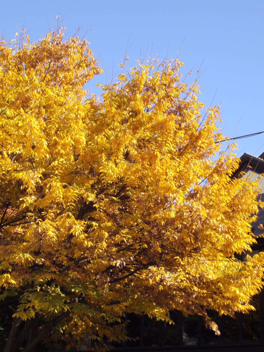 작례 미침 소니 dsc-s950 디카 상품이미지5