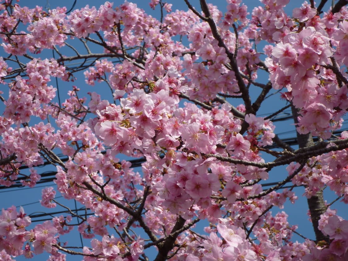 (라이카렌즈💛) 파나소닉 루믹스 DMC-FX40 디카 디지털카메라 상품이미지9