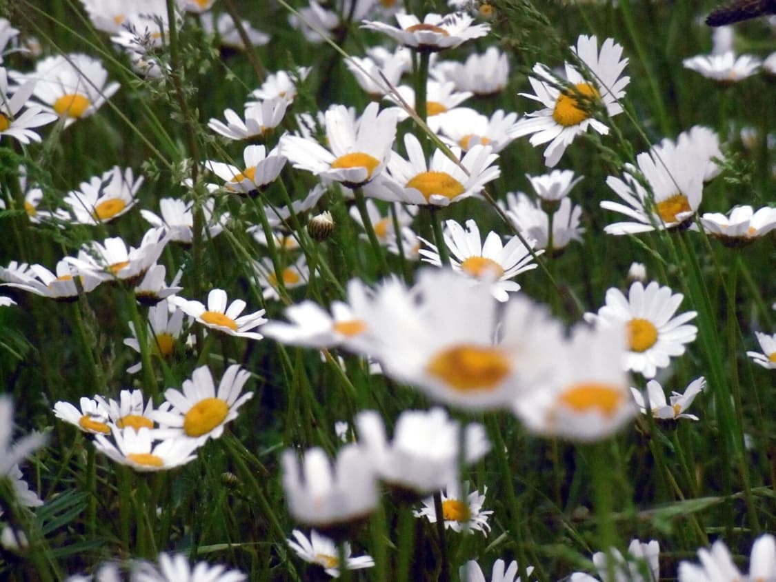 플립디카 💥 파나소닉 루믹스 sz10 상품이미지5