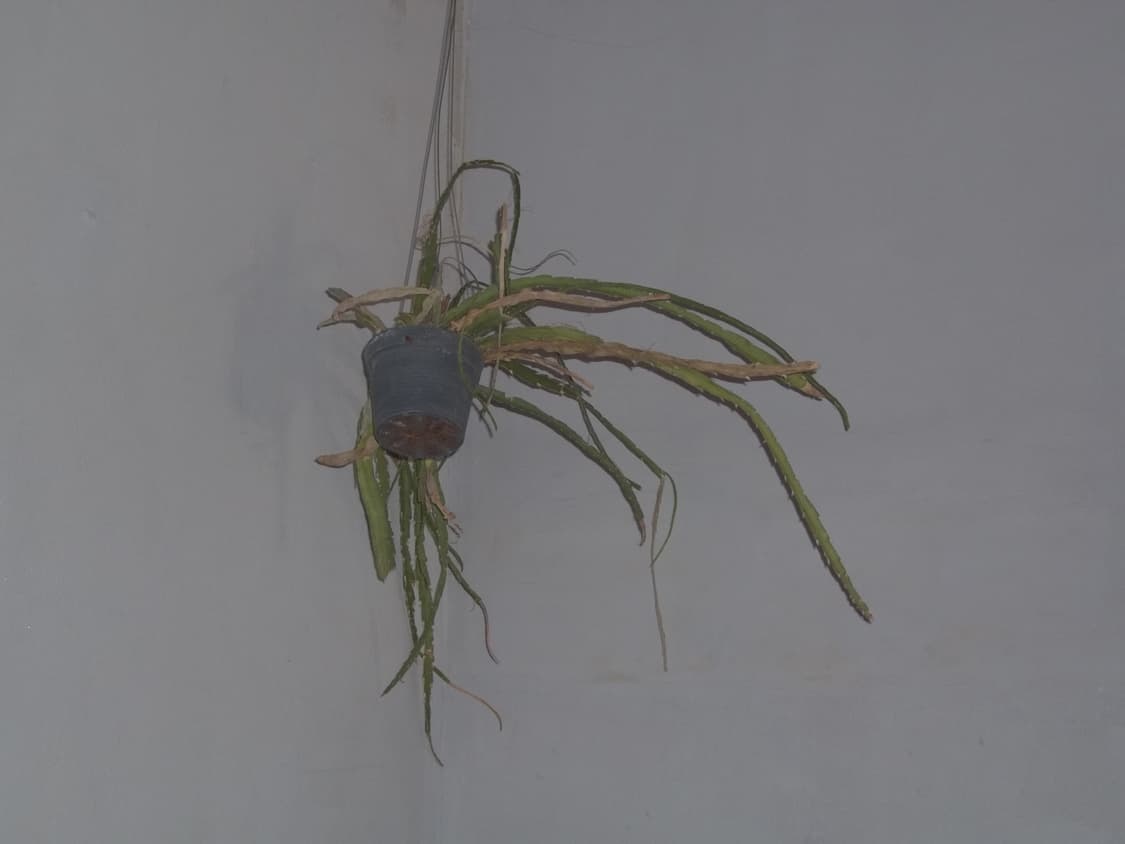 코닥 이지쉐어 c1530 kodak easyshare (작례o) 상품이미지7