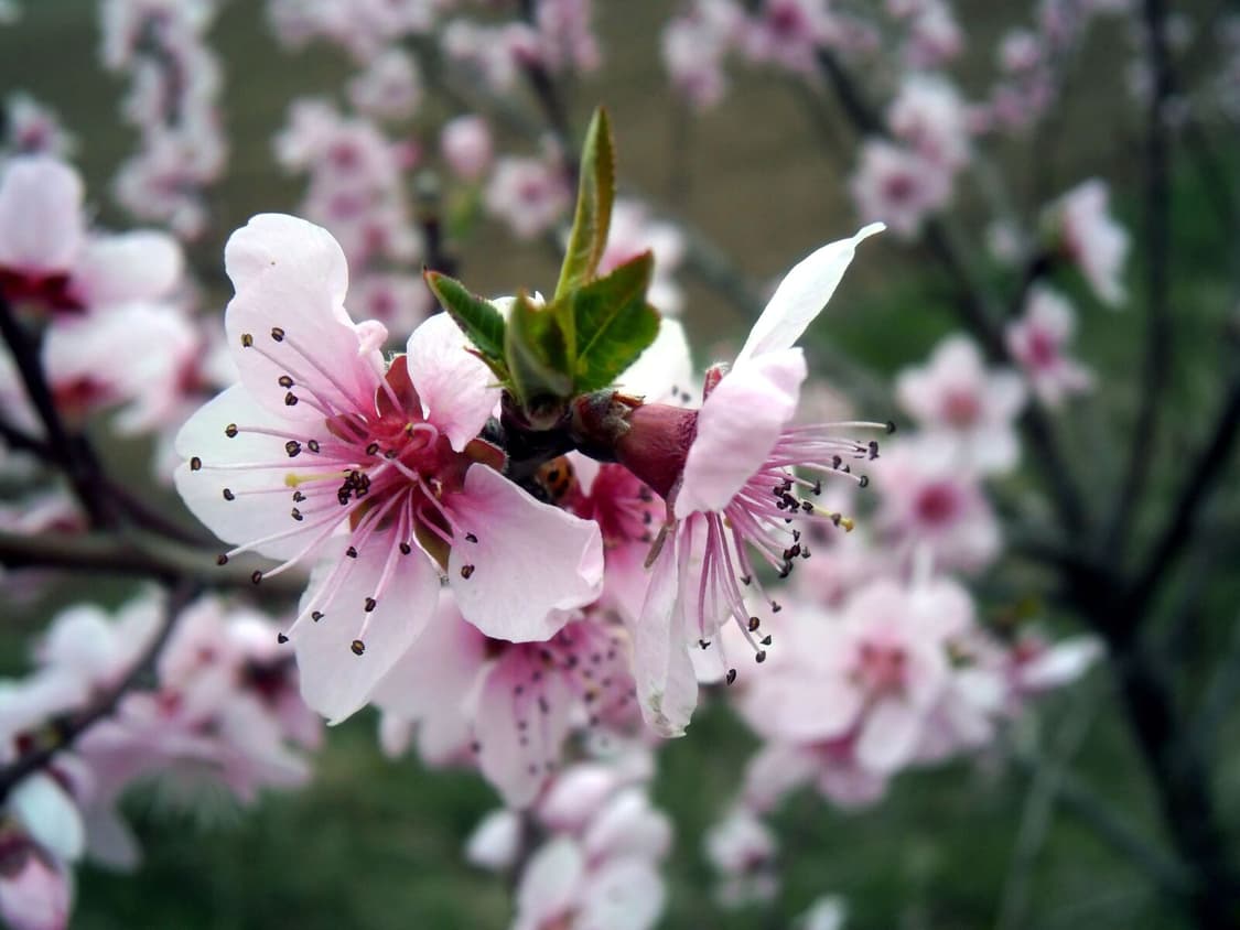 작례O 디토 감성 올림푸스 fe 5040 슬림 디카 빈티지 디지털카메라 상품이미지6