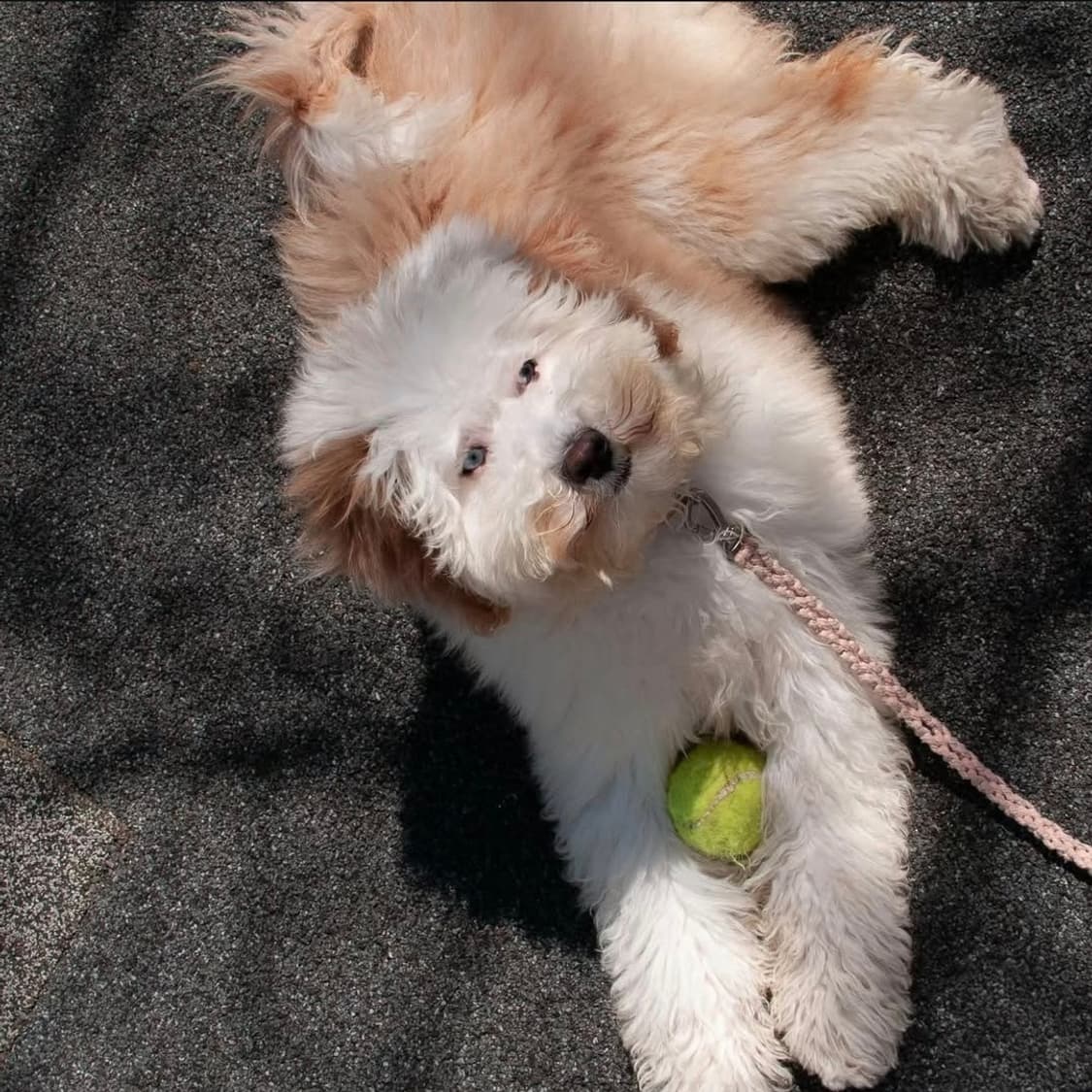 미품✨️ 리코 CX1 블랙 🖤 감성 스냅 최강자 상품이미지8