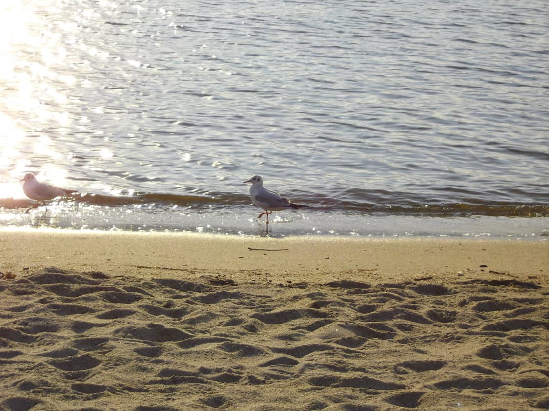 아이브레이 디카🎀 풀박스 펜탁스  옵티오 RS1000 PENTAX 상품이미지10