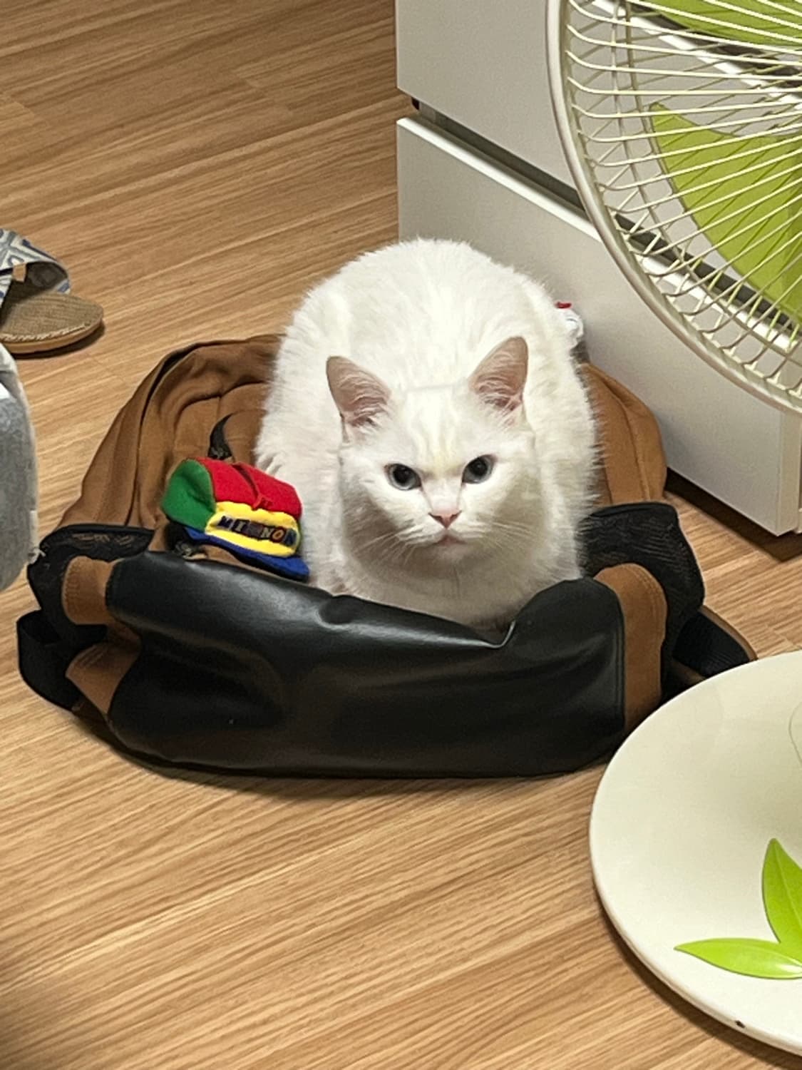 고양이 팝니다 상품이미지4