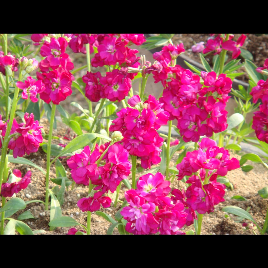 작례⭕️ 소니 사이버샷 DSC-T100 상품이미지4