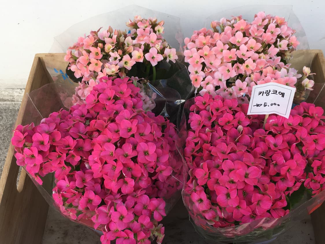 아이폰 se1 32G 배터리 효율 100 상품이미지9