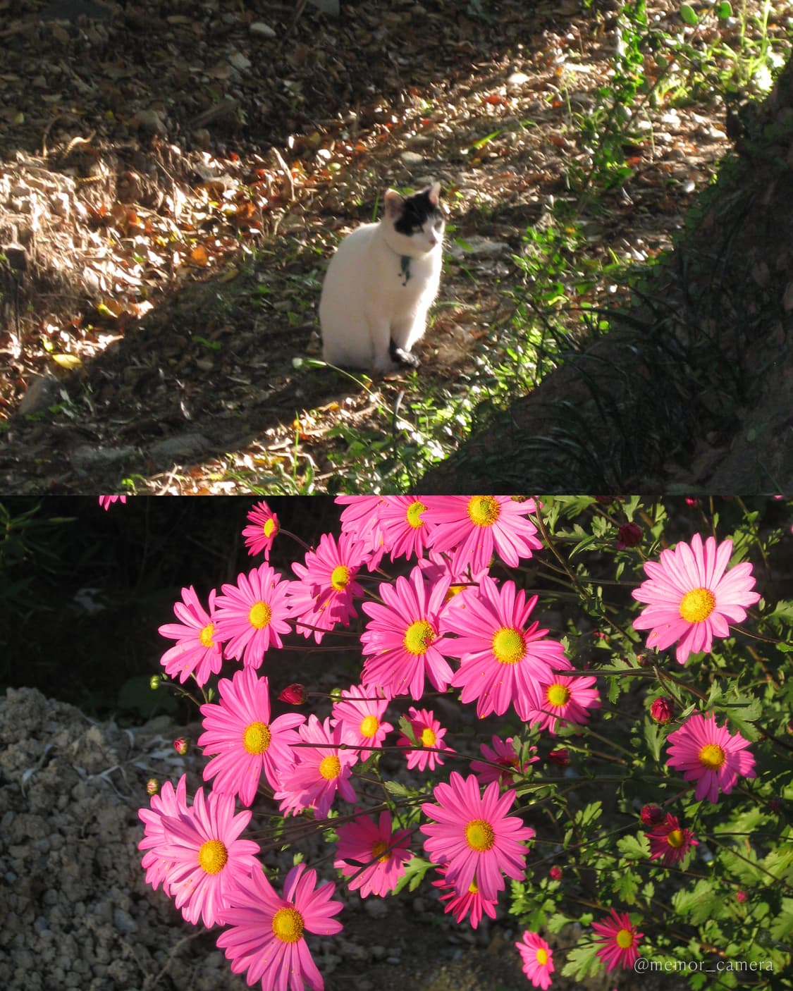 유튜버,아이돌픽✨Canon powershot SD790 IS 캐논 상품이미지7