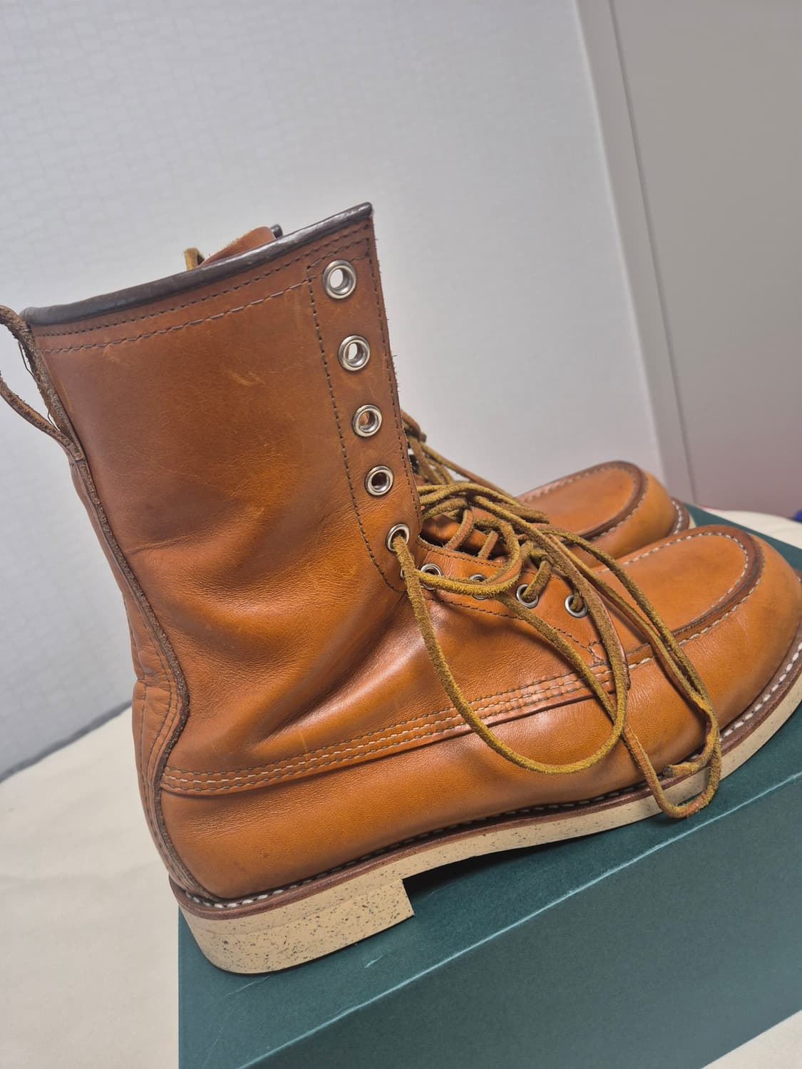 레드윙 아이리쉬세터 9877 판매합니다. 상품이미지4