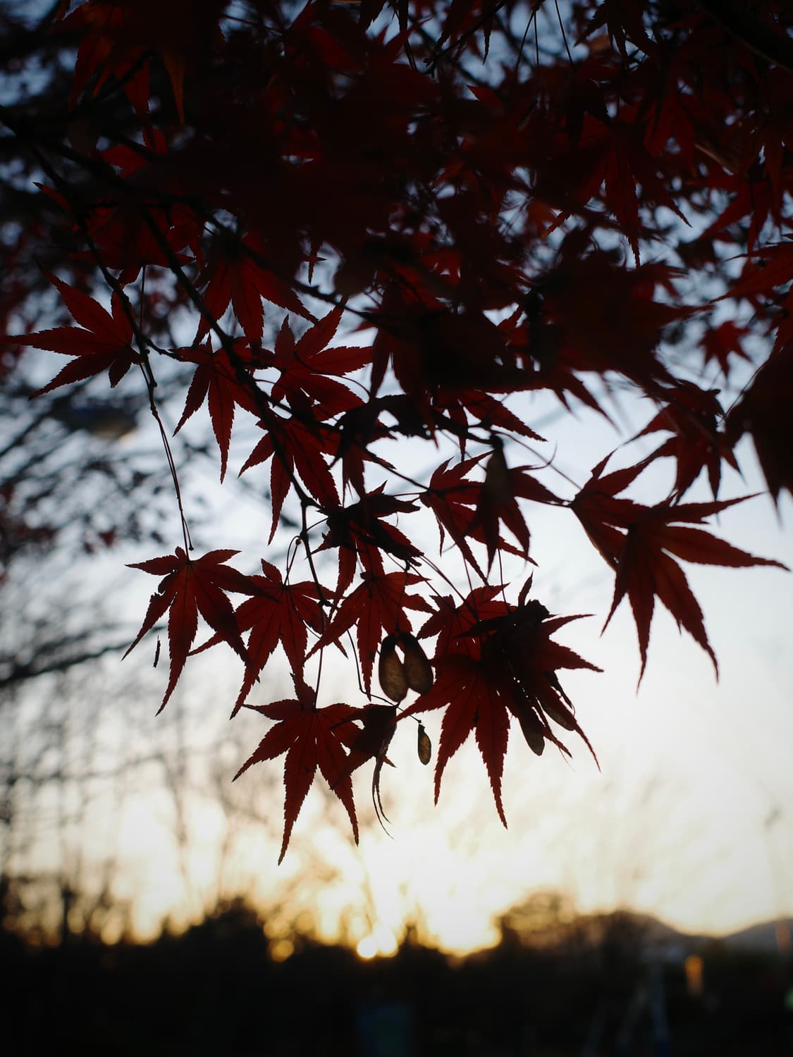 캐논 익서스 200 IS 실버 상품이미지5