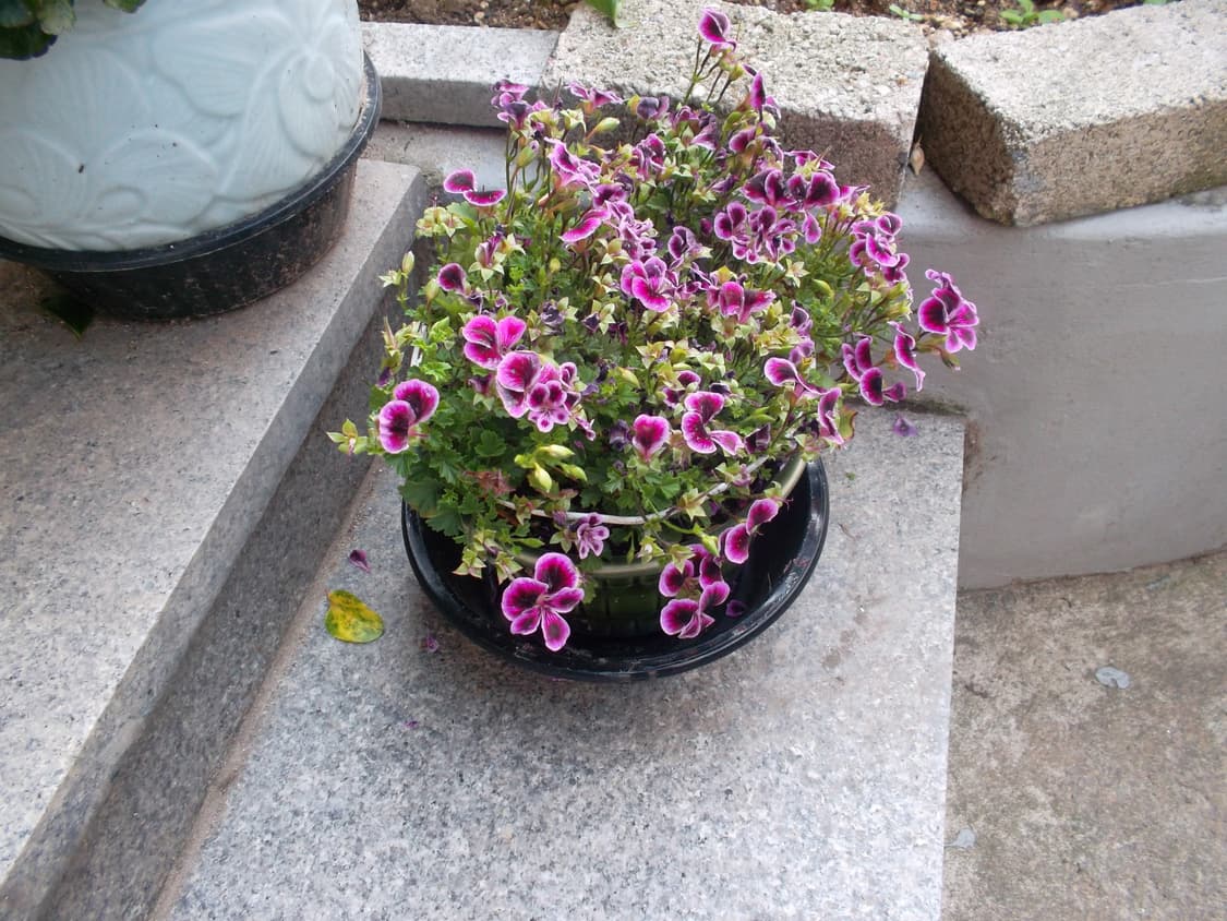 삼성 vluu st65 디카 (빈티지 카메라) 상품이미지6