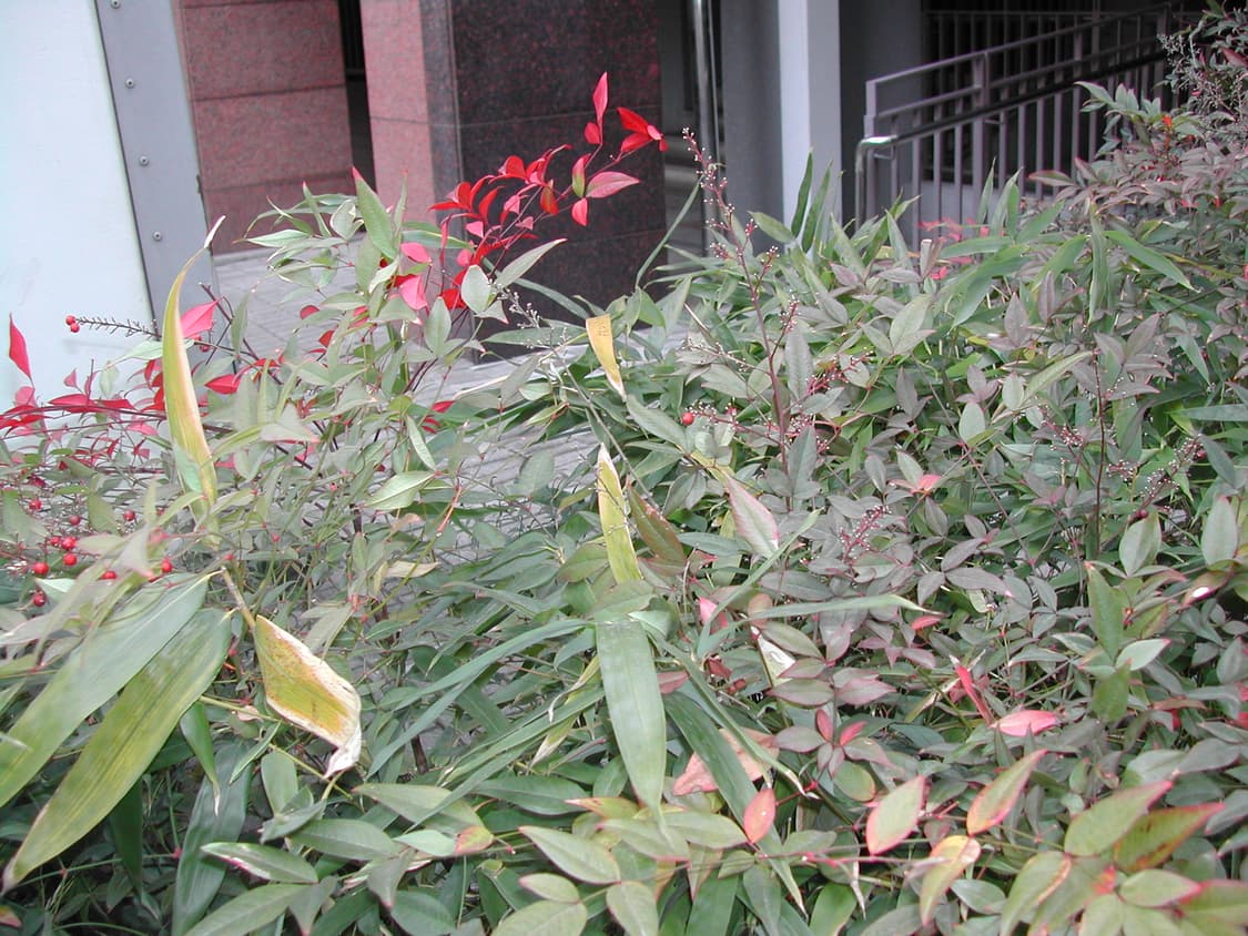 니콘 쿨픽스 885 빈티지 디카 상품이미지7