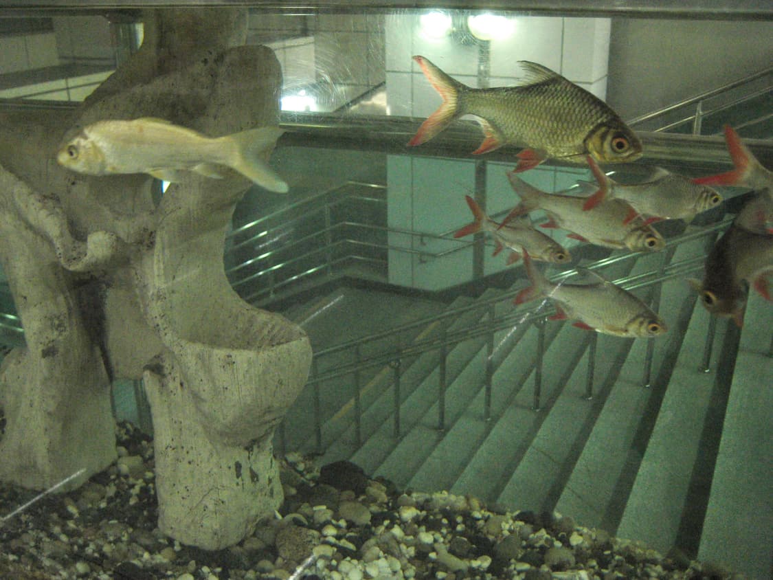 캐논 익서스 70 Canon ixus 70 상품이미지9