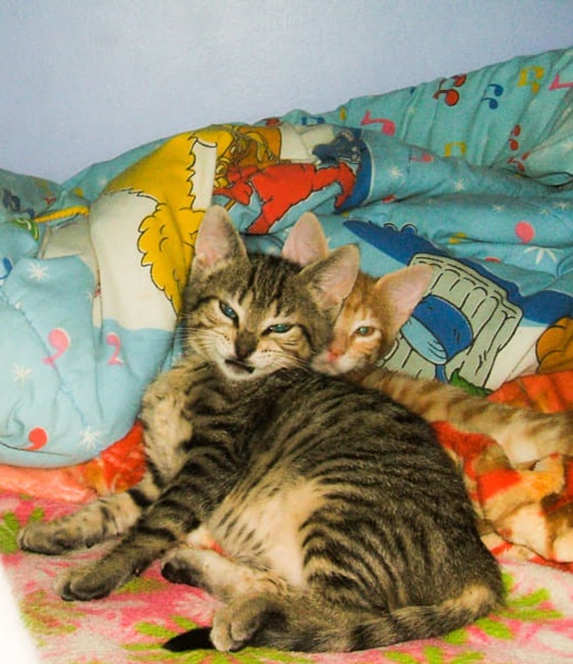 Fujifilm FinePix A500 ㅣ 후지필름 파인픽스 빈티지 디카 상품이미지8