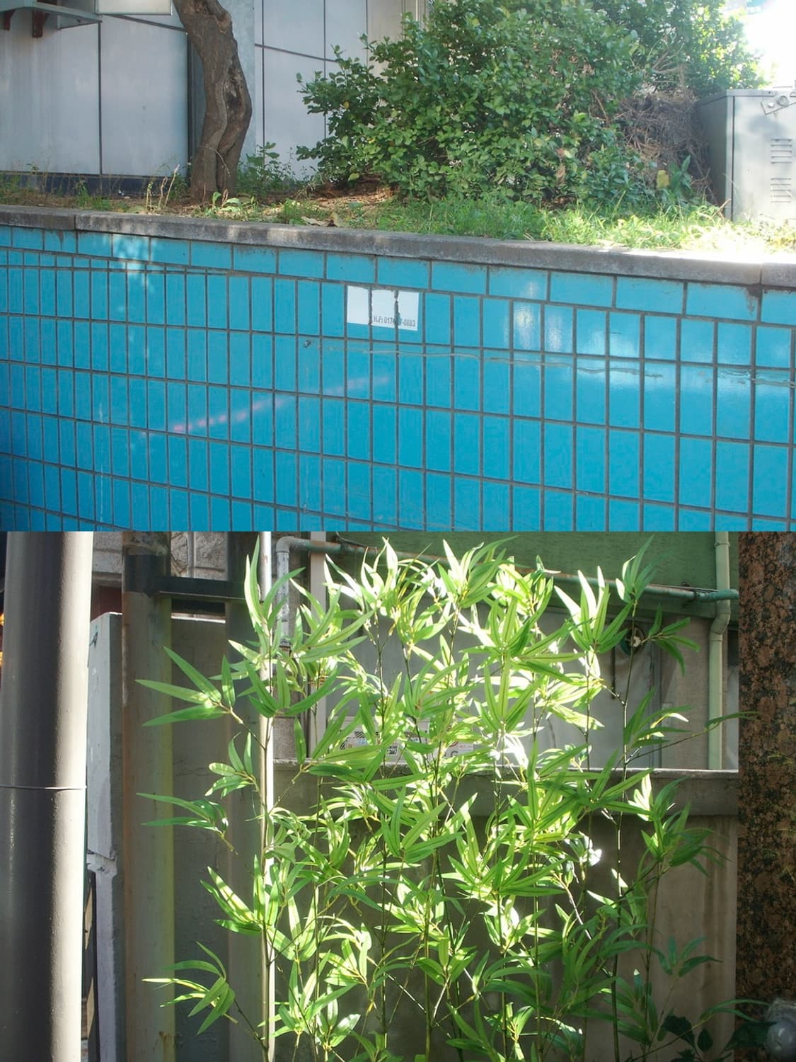 💿 코니카 미놀타 디미지 X1 💿 빈티지 디카 상품이미지5