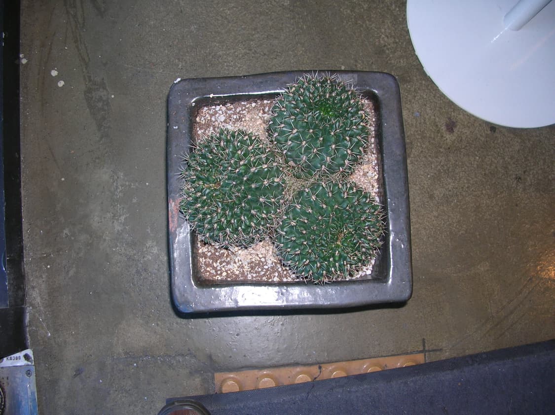 한글/날짜표시/풀박)니콘 쿨픽스 4100 귤픽스 빈티지디카 상품이미지10