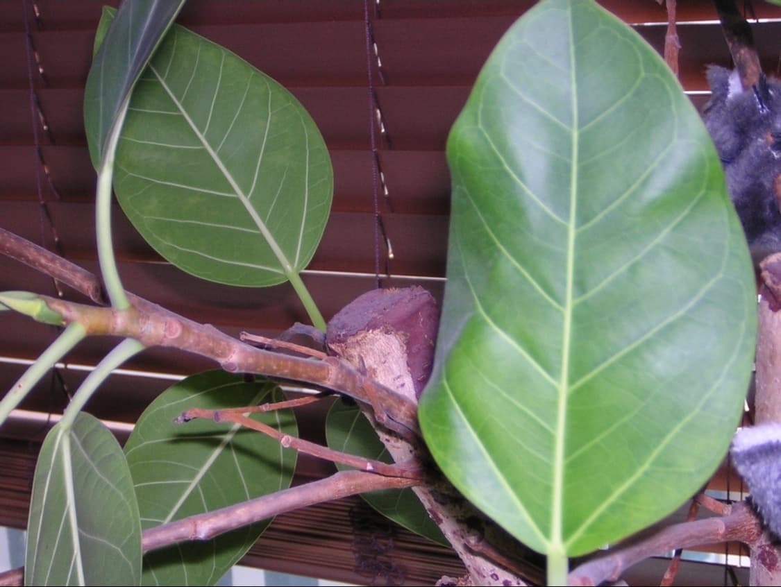 🫧사쿠라픽 🩵예쁜똑딱이💙 니콘 쿨픽스 2100  ✨ 상품이미지8