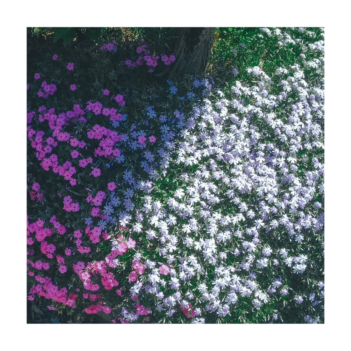 빈티지 디카 끝판왕! 초레어 후지 파인픽스 m603! 상품이미지5