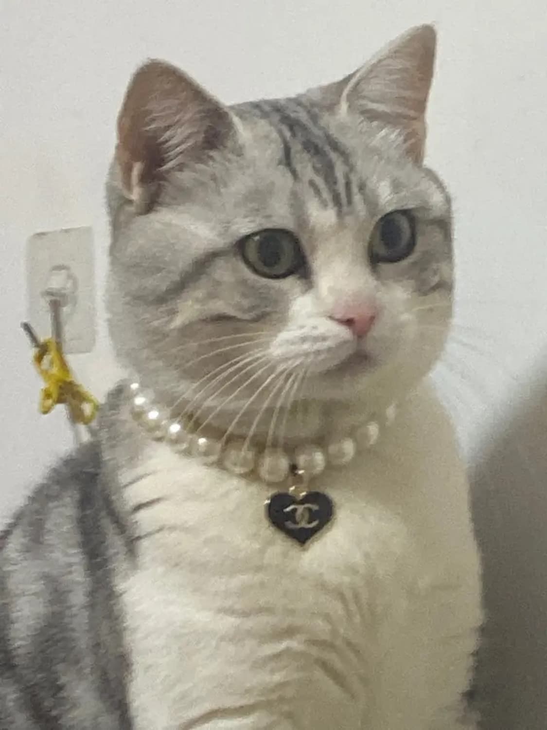 샤넬 강아지목걸이 고양이목걸이 업사이클링 상품이미지8