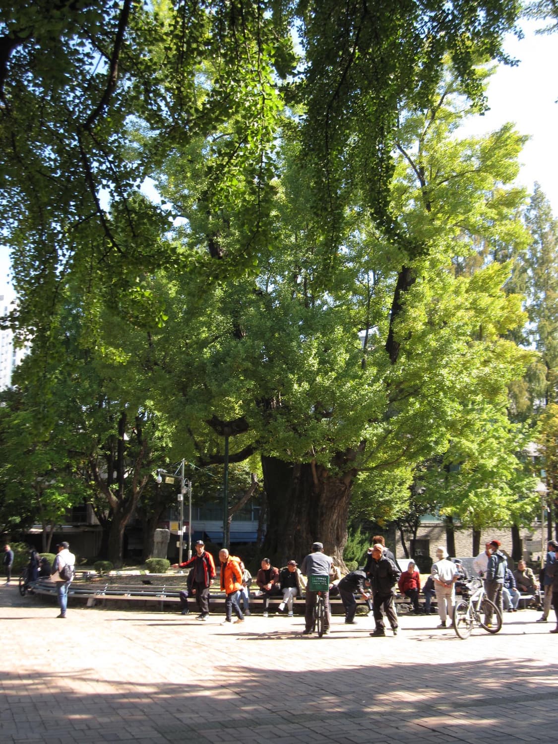 캐논 디카 ixy920is (ixus870is) 골드브라운 상품이미지6