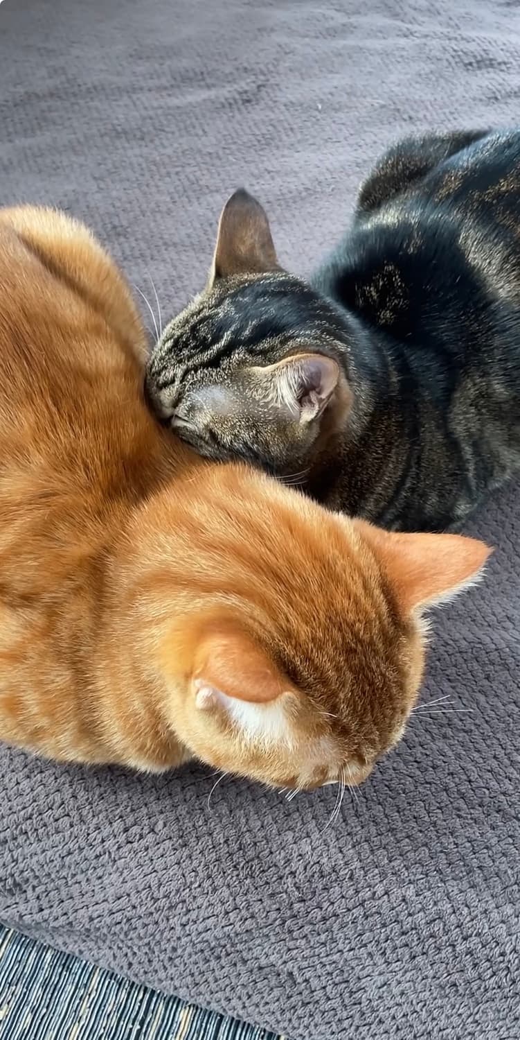 고양이인형 상품이미지1