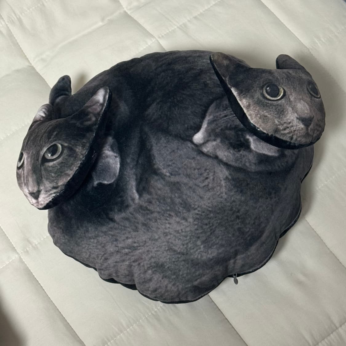 다나나 핀바루 고양이 쿠션 상품이미지1