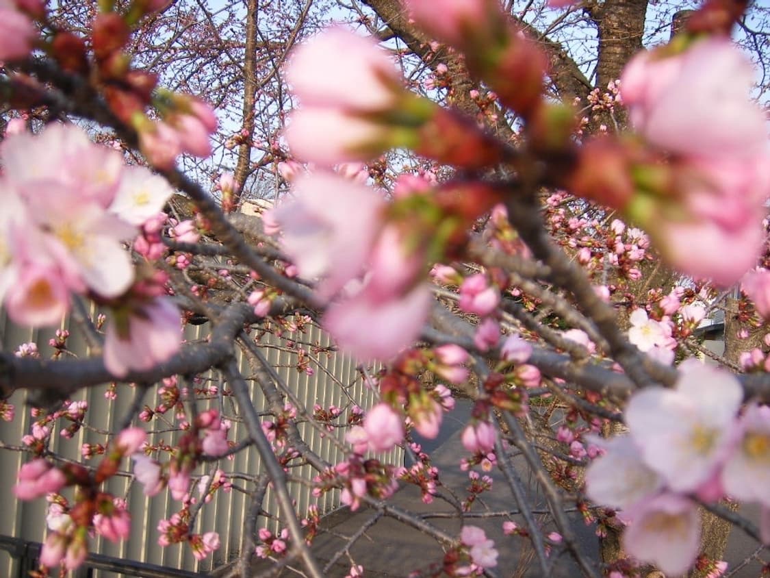 캐논 익서스 Canon IXUS 80 IS 핑크 상품이미지4