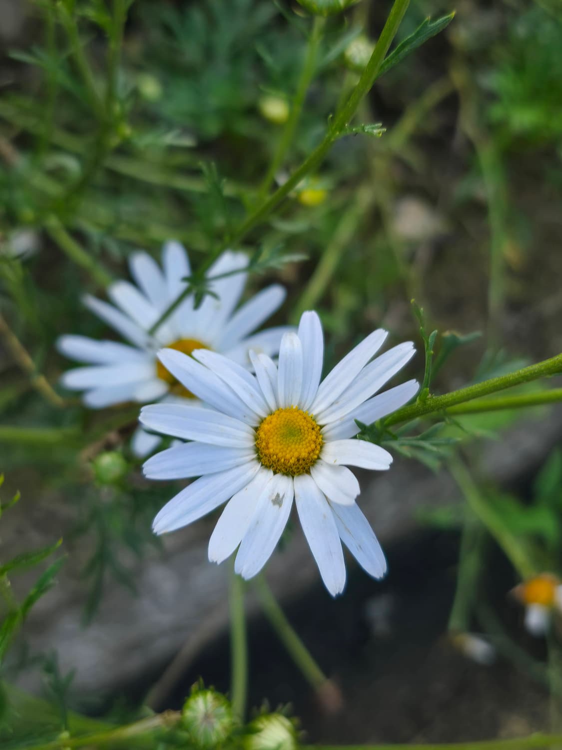 쿨거 상품이미지1