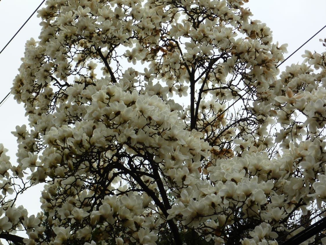 (작례 O) 파나소닉 루믹스 dmc fx66 베이비블루 상품이미지6