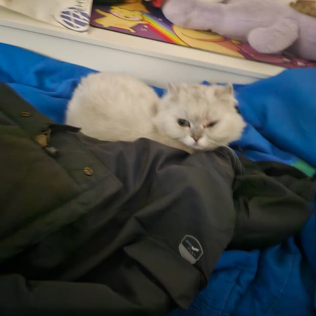 준지 가죽 베스트 구해요.